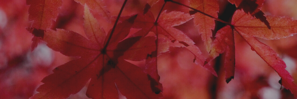 Canada Nature Red Leaf